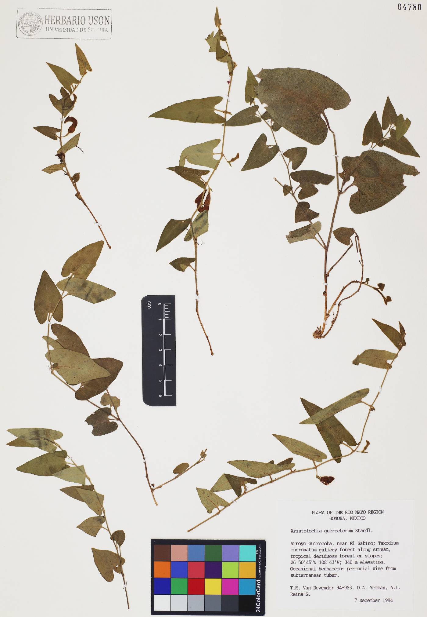 Aristolochia quercetorum image