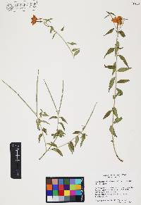 Haplophyton cimicidum var. crooksii image