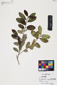 Ilex tolucana image