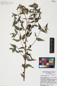 Lagascea decipiens image