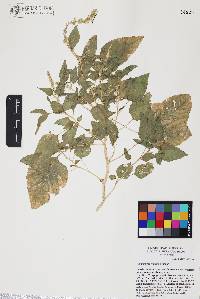 Amaranthus watsonii image