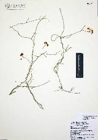 Funastrum heterophyllum image