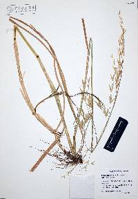 Bromus carinatus image