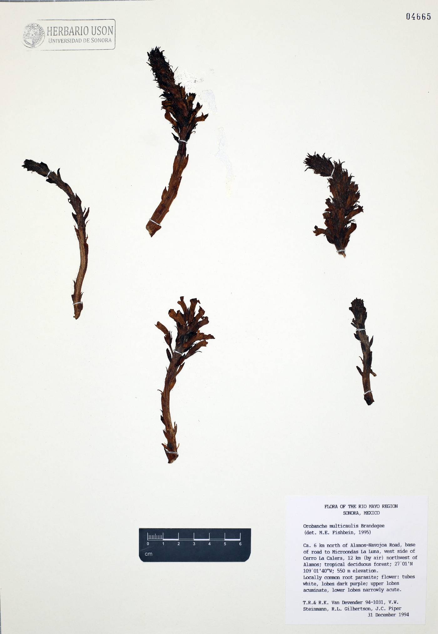 Orobanche multicaulis image