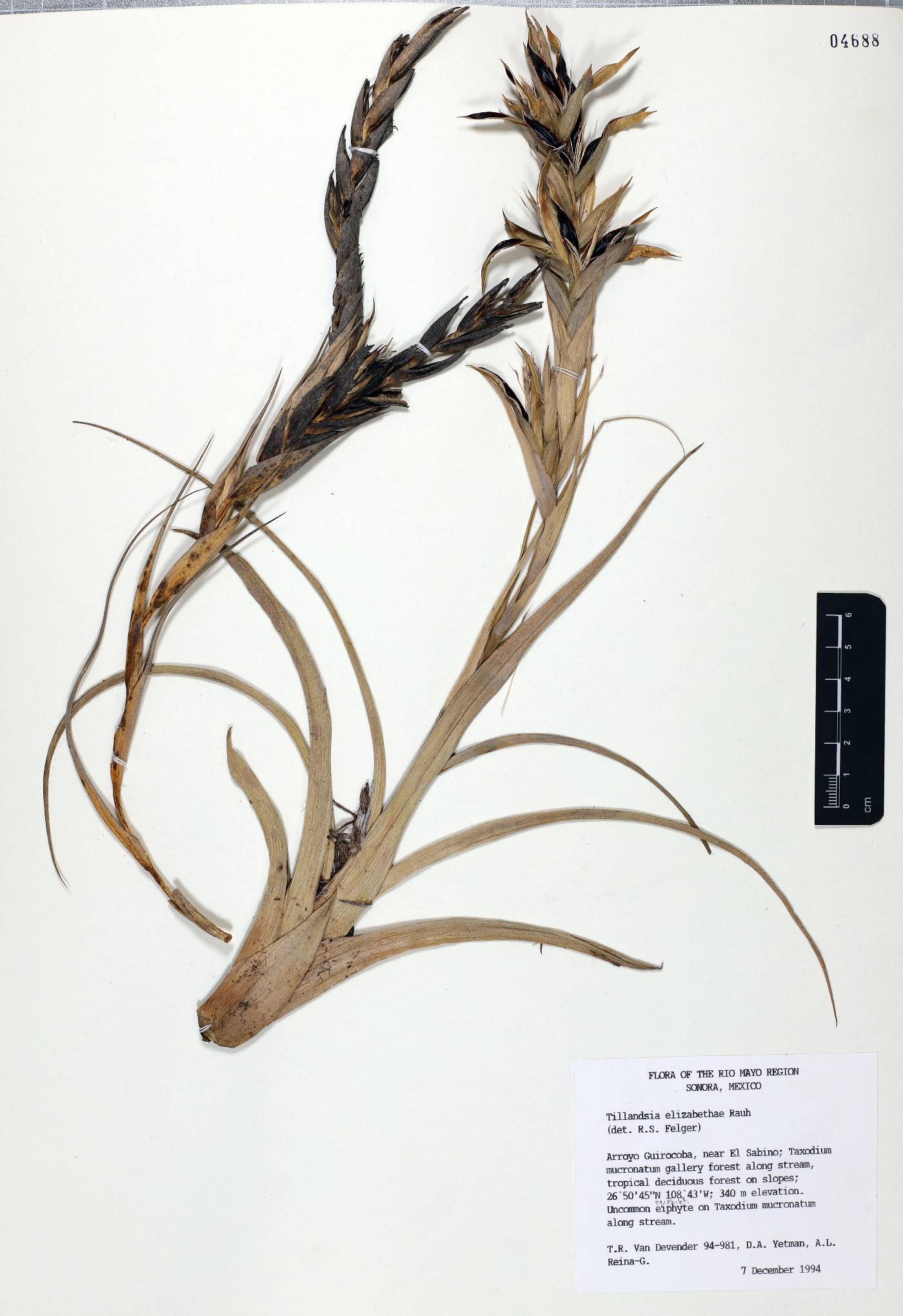 Tillandsia elizabethae image