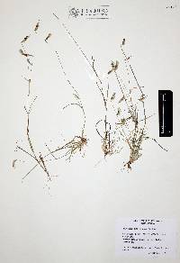 Bouteloua quiriegoensis image