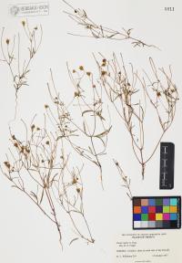 Pectis rusbyi image