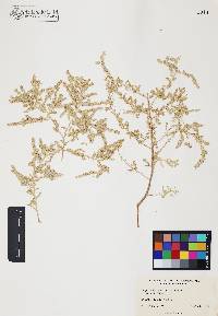 Atriplex polycarpa image