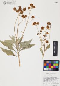 Encelia farinosa image