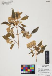 Montanoa tomentosa image