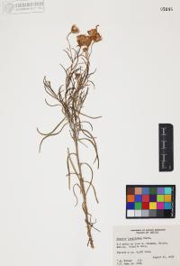 Senecio flaccidus image