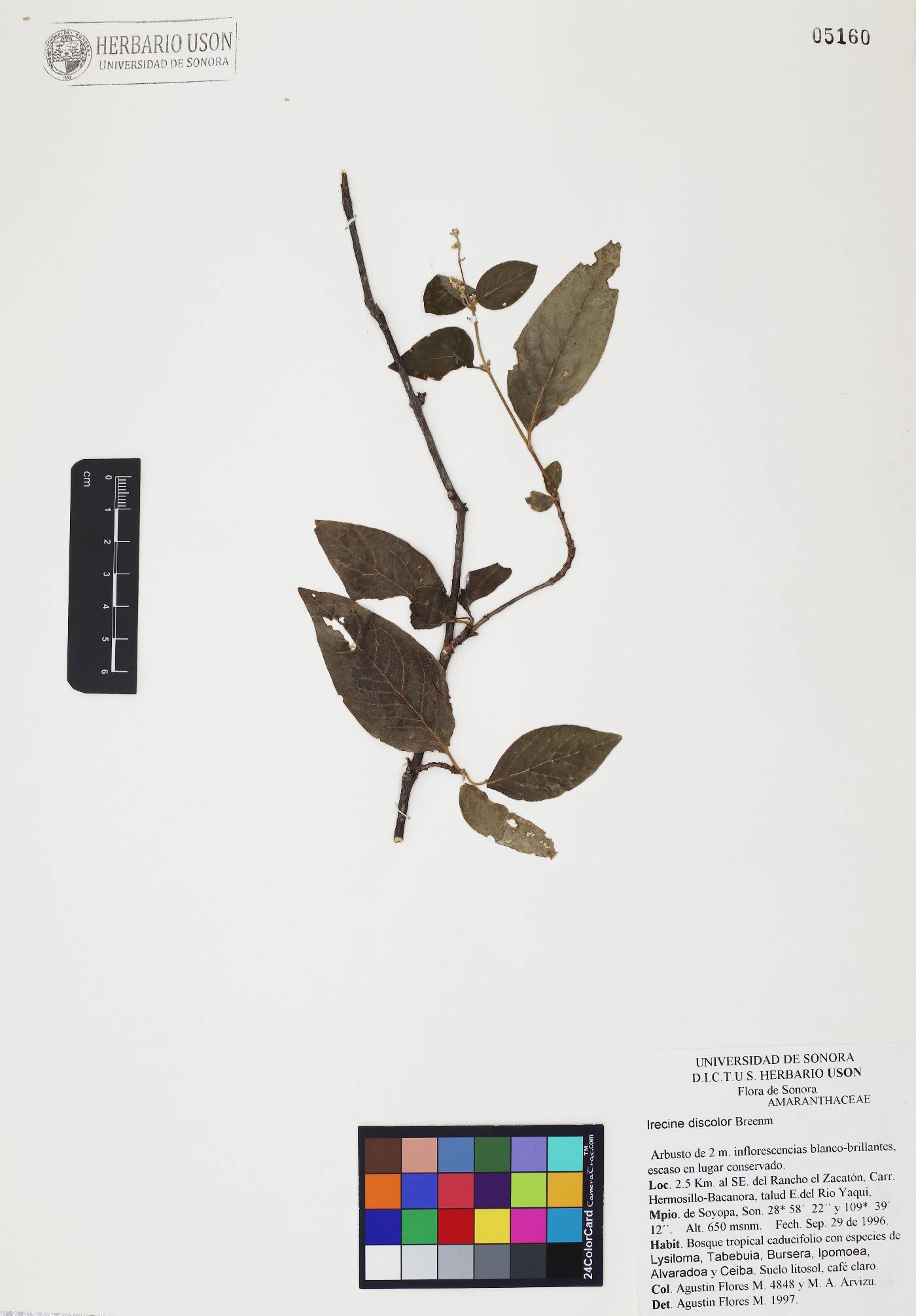 Iresine discolor image