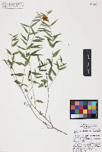 Haplophyton cimicidum var. crooksii image