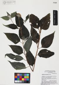 Lagascea decipiens image