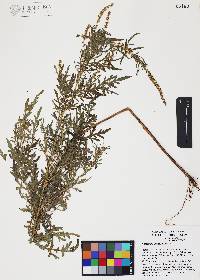 Ambrosia confertiflora image