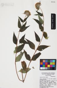 Lagascea decipiens image