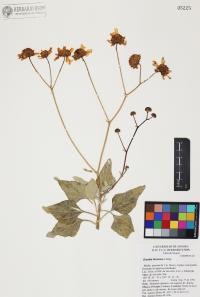 Encelia farinosa image