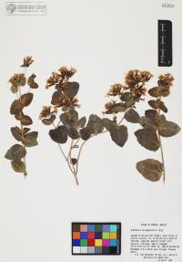 Guardiola platyphylla image