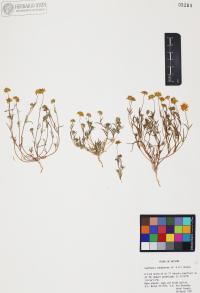 Lasthenia californica image