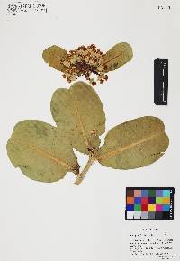 Asclepias latifolia image