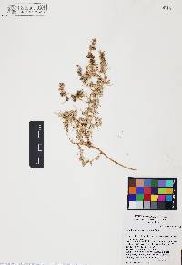 Atriplex polycarpa image