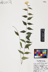 Haplophyton cimicidum var. crooksii image