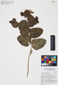 Guardiola platyphylla image