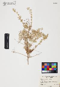 Atriplex polycarpa image