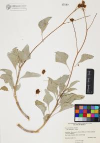 Encelia farinosa image