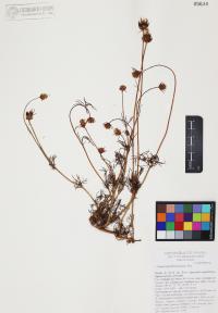 Cosmos parviflorus image
