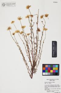 Erigeron oreophilus image