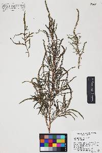 Ambrosia confertiflora image