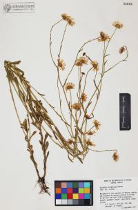 Erigeron strigulosus image