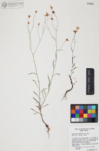 Gutierrezia wrightii image