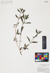 Eclipta prostrata image