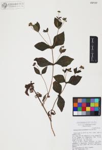 Image Associated With the Occurence