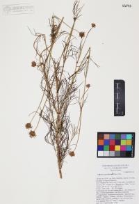 Cosmos parviflorus image