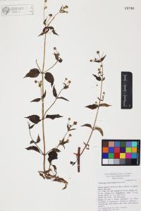 Galinsoga quadriradiata image