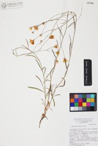 Gutierrezia wrightii image
