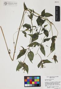 Galinsoga parviflora image