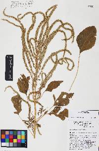 Amaranthus palmeri image