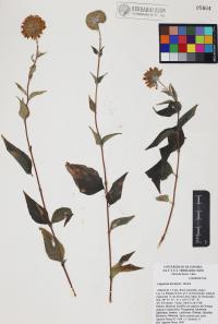 Lagascea decipiens image