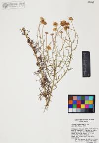 Erigeron neomexicanus image