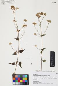 Fleischmannia sonorae image