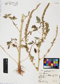 Amaranthus watsonii image