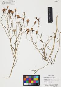 Palafoxia arida image