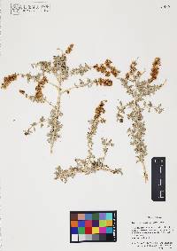Ambrosia dumosa image