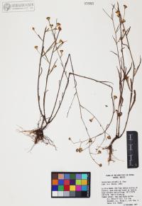 Gutierrezia wrightii image