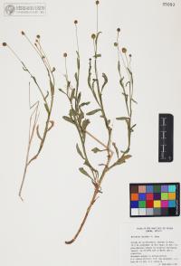 Helenium thurberi image