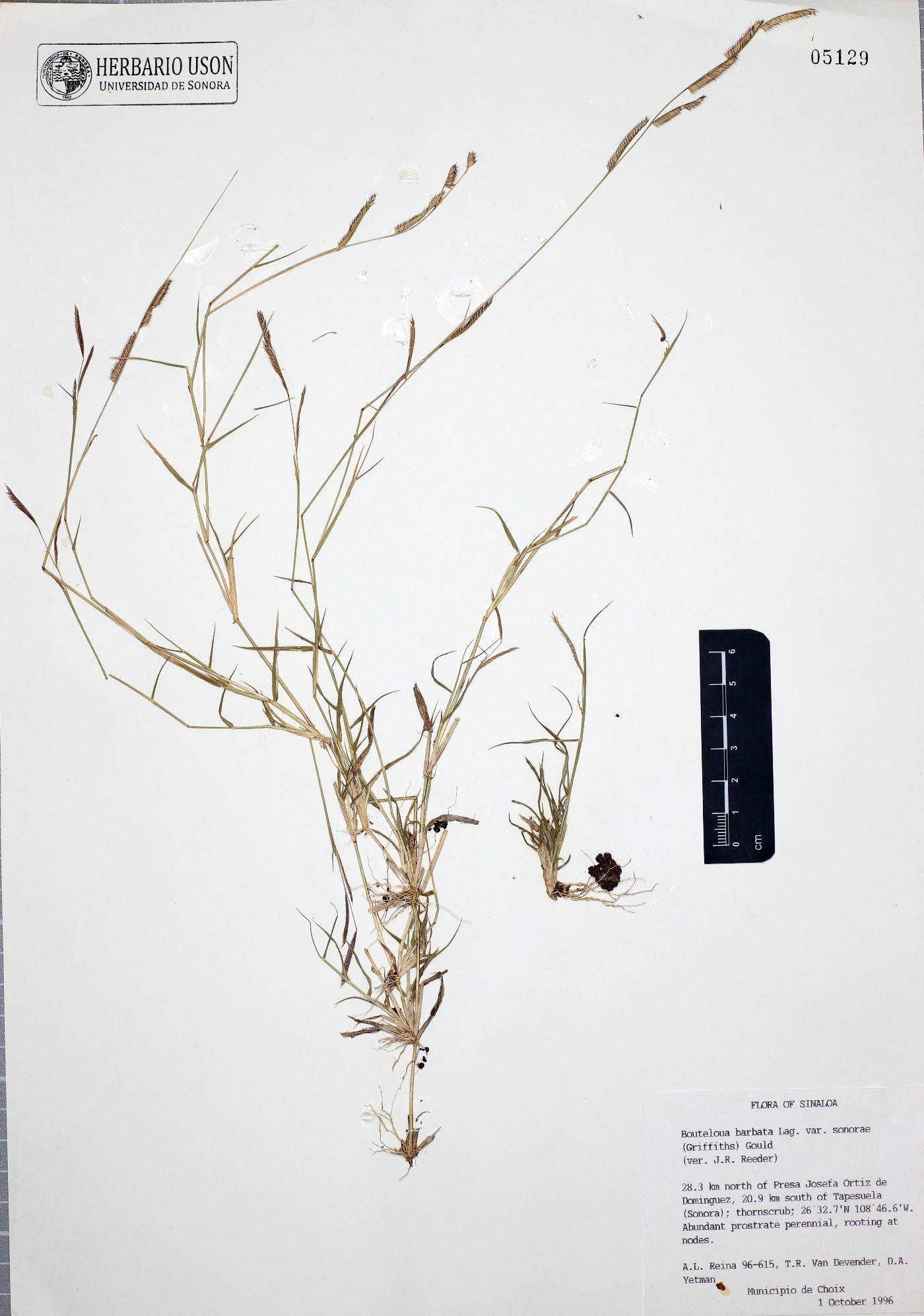 Bouteloua barbata var. sonorae image